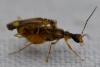 Malthinus sp.
